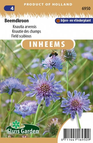 Beemdkroon - Knautia arvensis