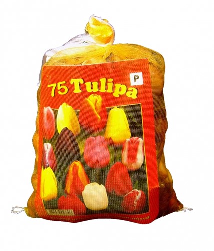 Tulpen Darwin Mix (XL-Verpakking) - 75 Bollen