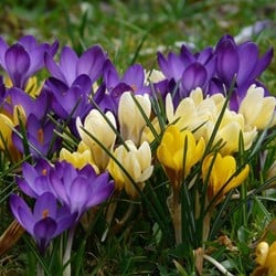 Krokus Botanisch Gemengd - Crocus mix Grootverpakking