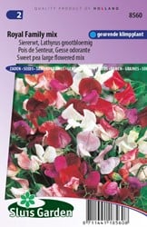 Siererwt Royal Family Mix Lathyrus Odoratus