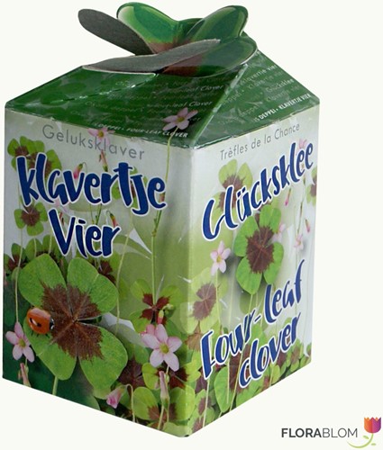 Greengift Klavertje-vier 40 stuks in showdoos-2