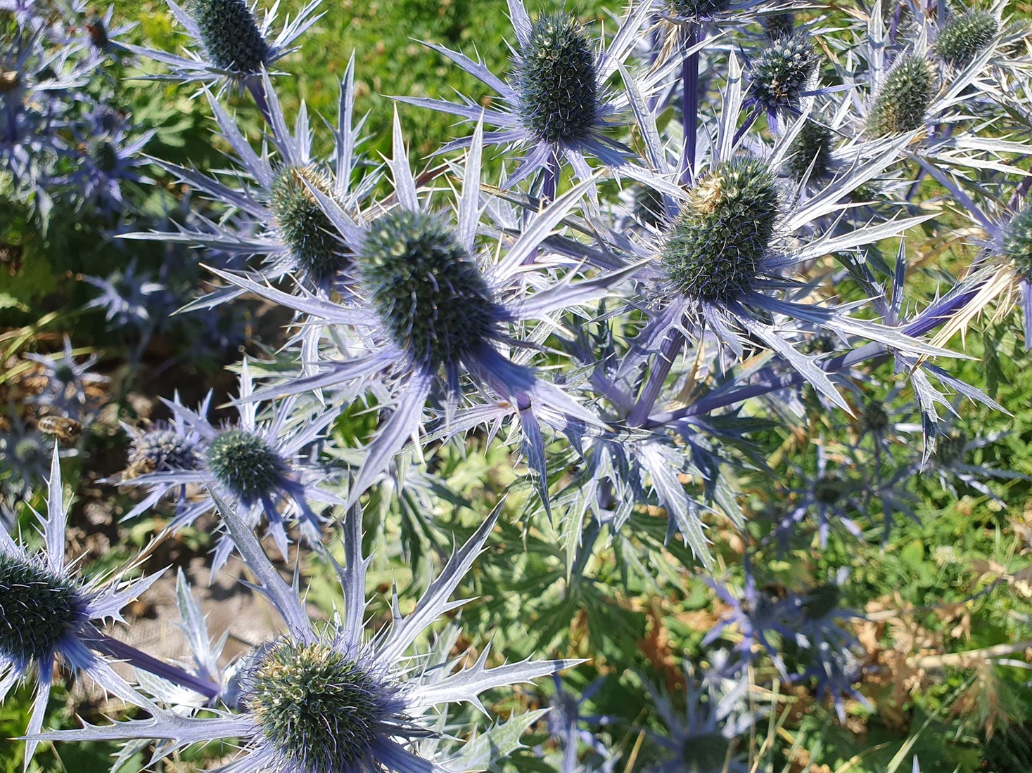 Eryngium Planum Kruisdistel Tuincentrum Koeman