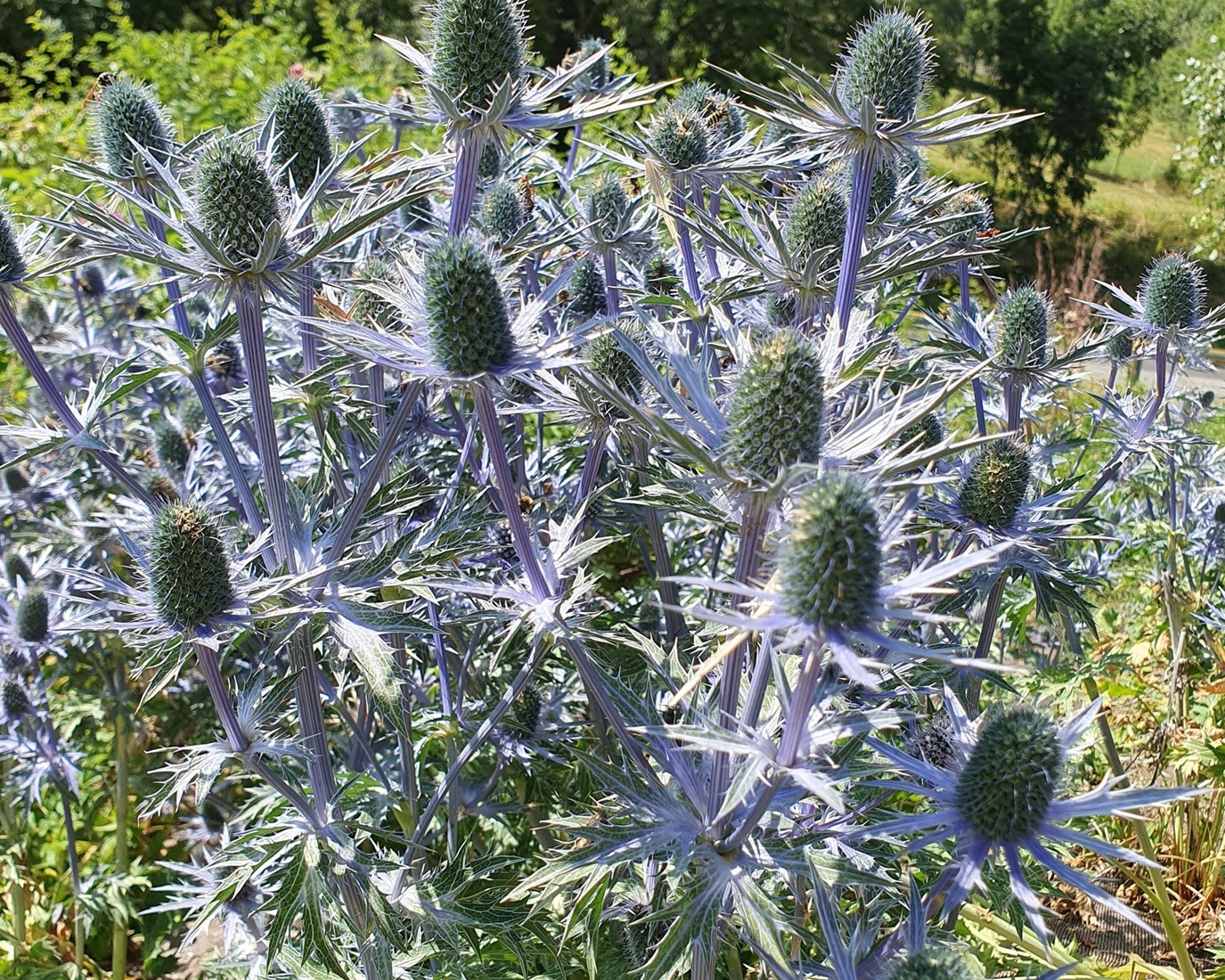 Eryngium Planum Kruisdistel Tuincentrum Koeman