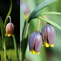 Fritillaria Uva-Vulpis - Vossendruif-2