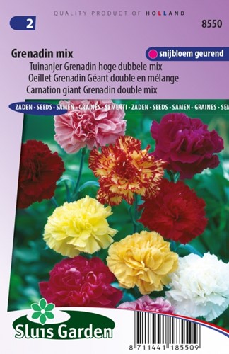 Anjer Grenadin Mix - Dianthus