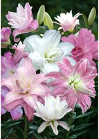 Dubbel Oriëntaalse Lelies Mix – Lilium (Grootverpakking XL)-2