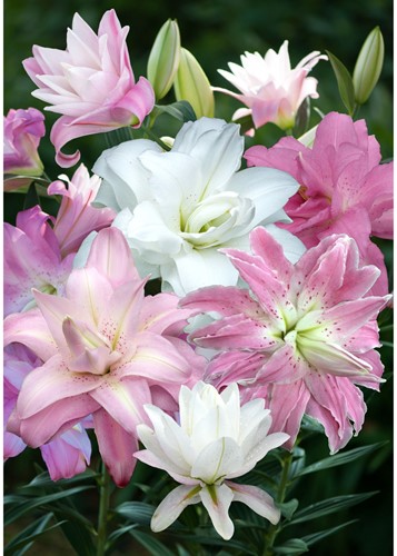 Dubbel Oriëntaalse Lelies Mix – Lilium (Grootverpakking XL)-2