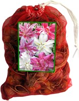 Dubbel Oriëntaalse Lelies Mix – Lilium (Grootverpakking XL)