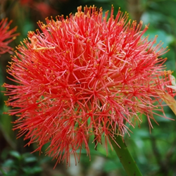 Scadoxus multiflorus - Bloed Lelie, Poederkwast