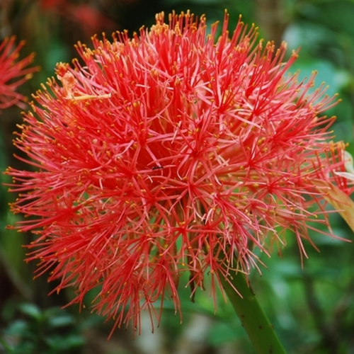 Scadoxus multiflorus - Bloed Lelie, Poederkwast