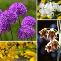 Alliums Fantasie Mix