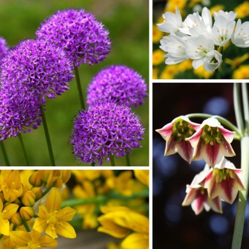 Alliums Fantasie Mix