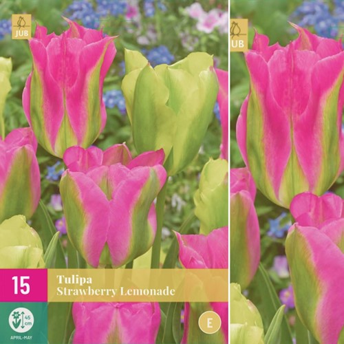 Tulp Strawberry Lemonade - Tulipa Viridiflora