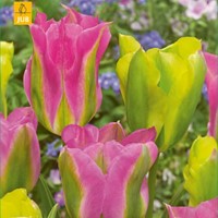 Tulp Strawberry Lemonade - Tulipa Viridiflora-2