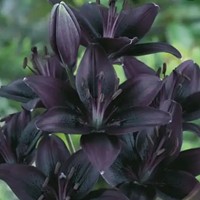 Lelie Zwart - Lilium