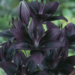 Aziatische Lelie Zwart - Lilium asiaticum (Grootverpakking)