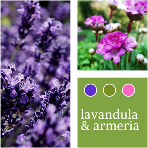 Planten Mix Lavandula & Armeria maritima