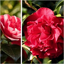 Camellia japonica Lady Campbell – Camelia (Driepack)