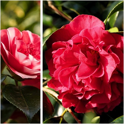Camellia japonica Lady Campbell – Camelia (Driepack)