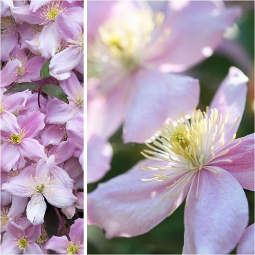 Clematis montana Rubens - Bosrank
