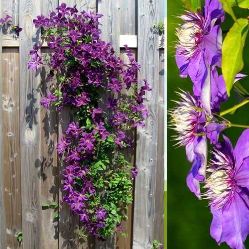 Clematis Taiga - Bosrank