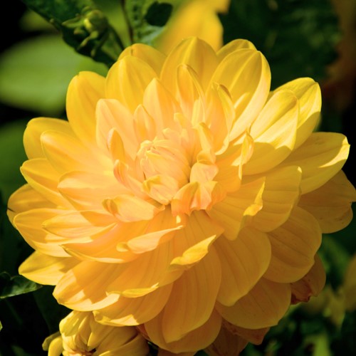 Dahlia Decoratief Glory of Heemstede