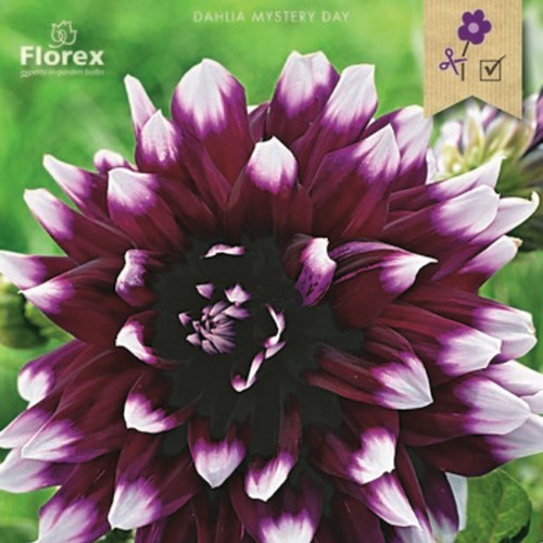 Dahlia Decoratief Mystery Day