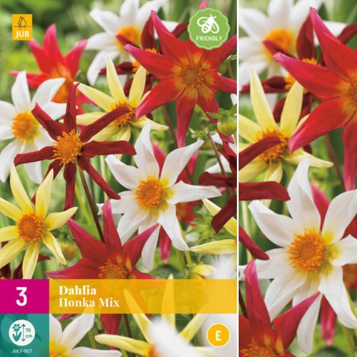 Dahlia Honka Mix