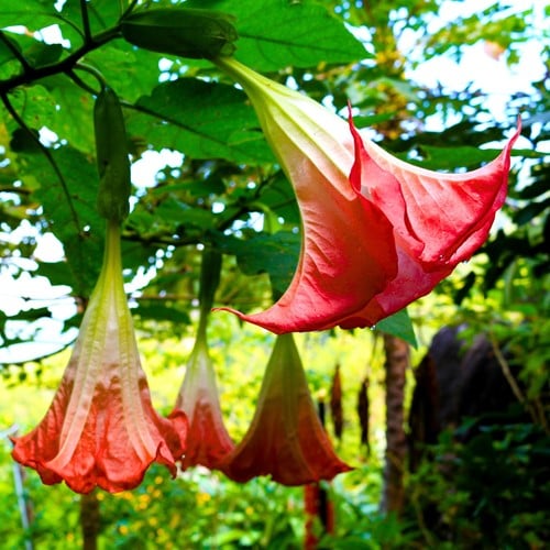 Engelentrompet Rood - Brugmansia (Potplant)
