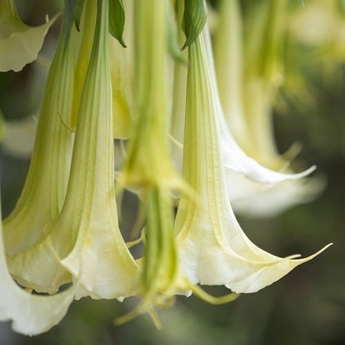 Engelentrompet Wit - Brugmansia (Potplant)