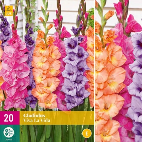 Gladiolus Viva la Vida – Gladiolen