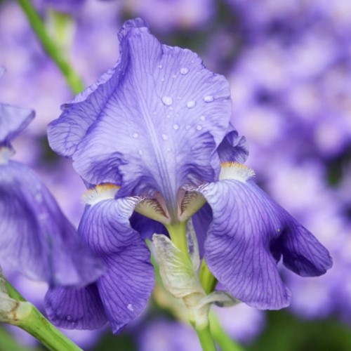 Iris Germanica Empress of India Blauwe Lis (Driepack)