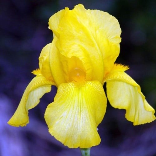 Iris Germanica Goldfackel - Baardiris (Driepack)
