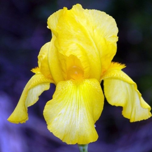 Iris Germanica Goldfackel - Baardiris (Sixpack)