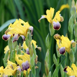 Iris Germanica Nibelungen - Baardiris (Driepack)