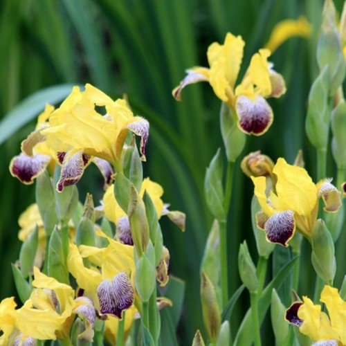 Iris Germanica Nibelungen - Baardiris (Sixpack)