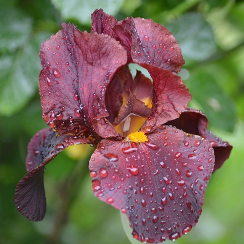 Iris Germanica Red Zinger - Baardiris (Driepack)