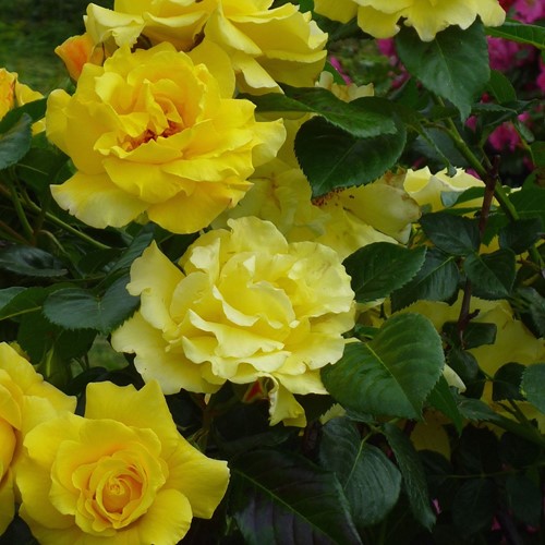 Klimroos Golden Climber - Rosa