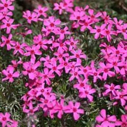 Kruipende Vlambloem Scarlet Flame - Phlox subulata