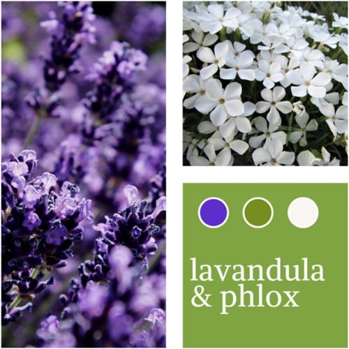 Planten Mix Lavandula & Phlox paniculata
