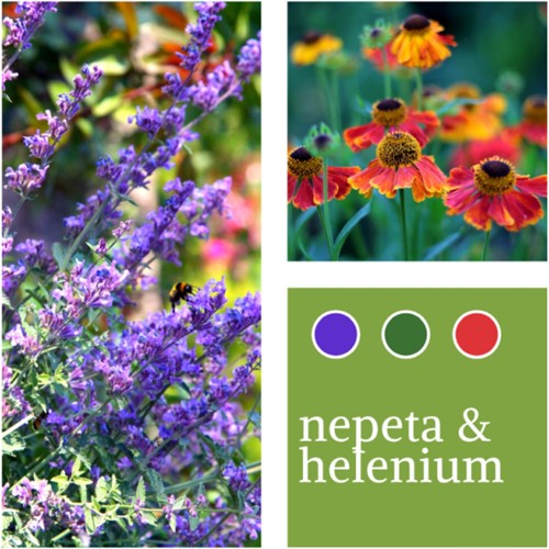 Planten Mix Nepeta faassenii & Helenium