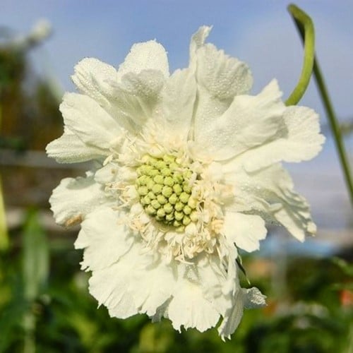Scabiosa caucasica alba - Duifkruid