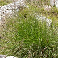 Siergras, Ruwe Smele Goldschleier - Deschampsia cespitosa (Potplant)