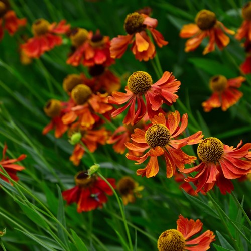 Zonnekruid Moerheim Beauty - Helenium (Potplant)