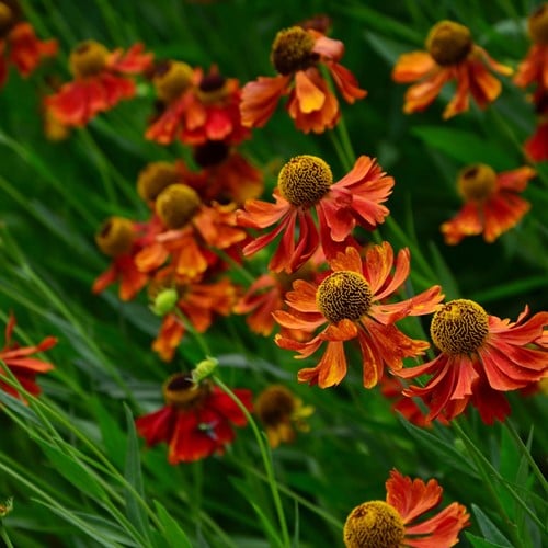 Zonnekruid Moerheim Beauty - Helenium (Potplant) (Sixpack)