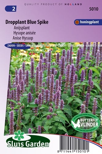 Dropplant Blue Spike - Agastache