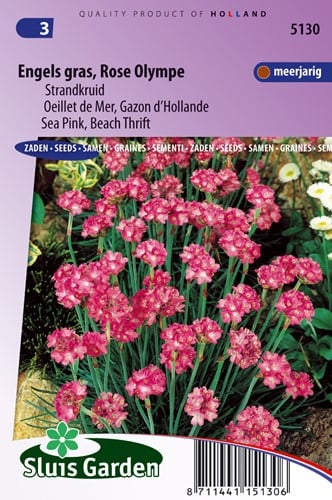 Engels gras Olympe - Strandkruid