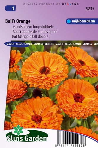 Goudsbloem Ball's Orange - Calendula