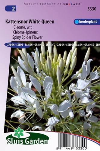 Kattensnor White Queen - Cleome