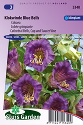 Klokwinde Blue Bells, Violet